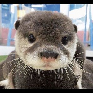 Meet your Posher, Johnny